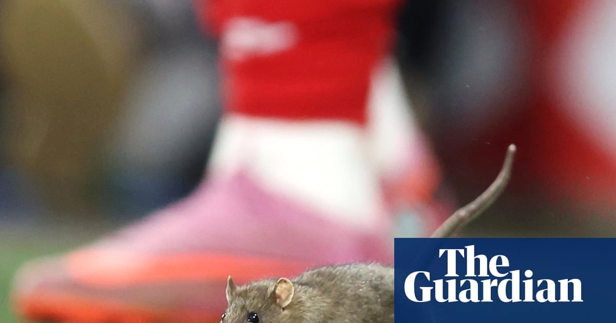 卡迪夫城强化害虫防控，威尔士对比利时比赛因老鼠中断